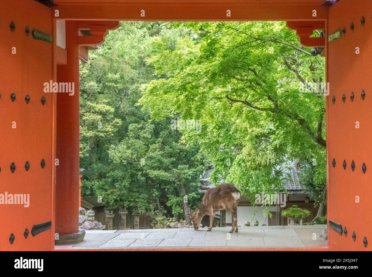 Giappone, Nara. Santuario Kasuga Foto Stock