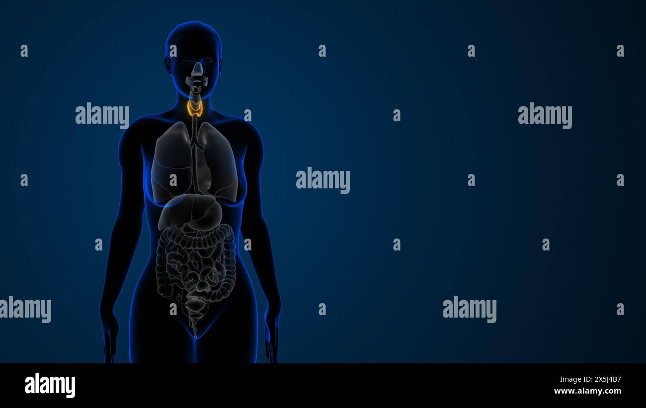 Anatomia della ghiandola tiroidea evidenziata dalla femmina Foto Stock