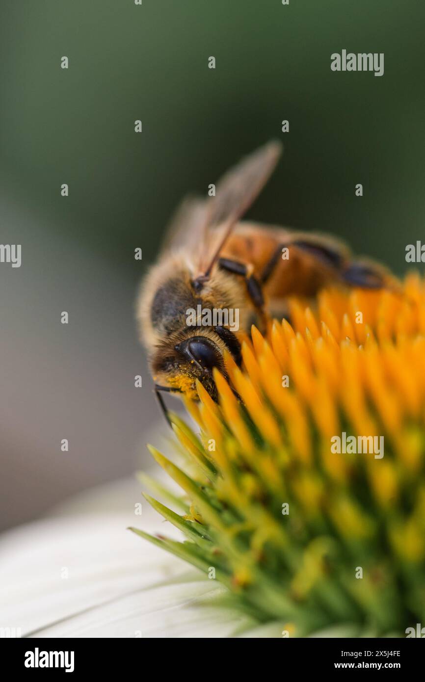 Le api raccolgono il polline su una fioritura di colore giallo brillante Foto Stock