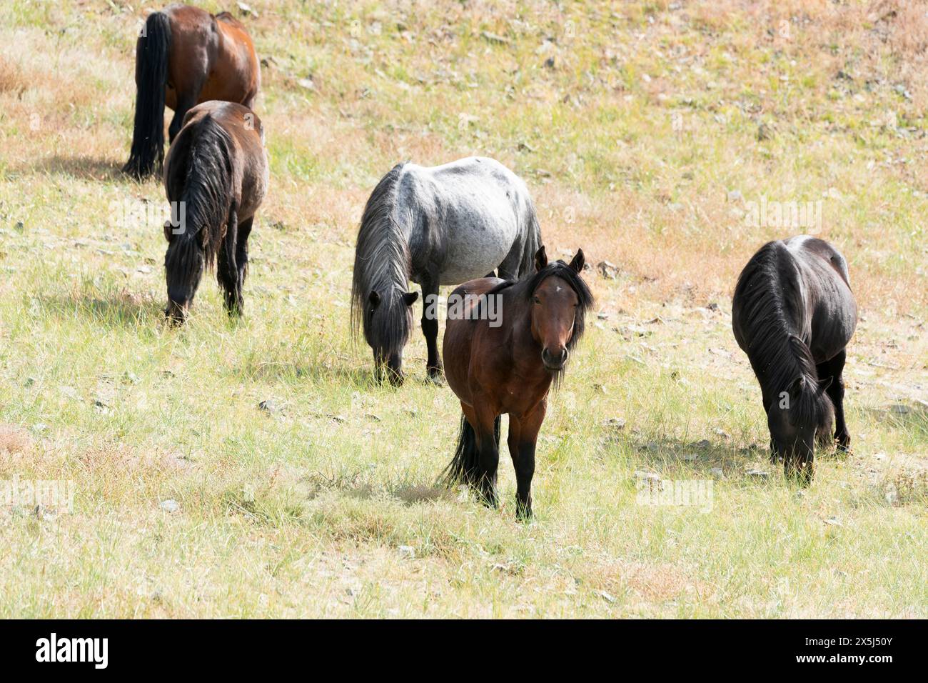 Asia, Mongolia, provincia di Bayan-Olgii. i cavalli corrono liberi sulla prateria. Foto Stock