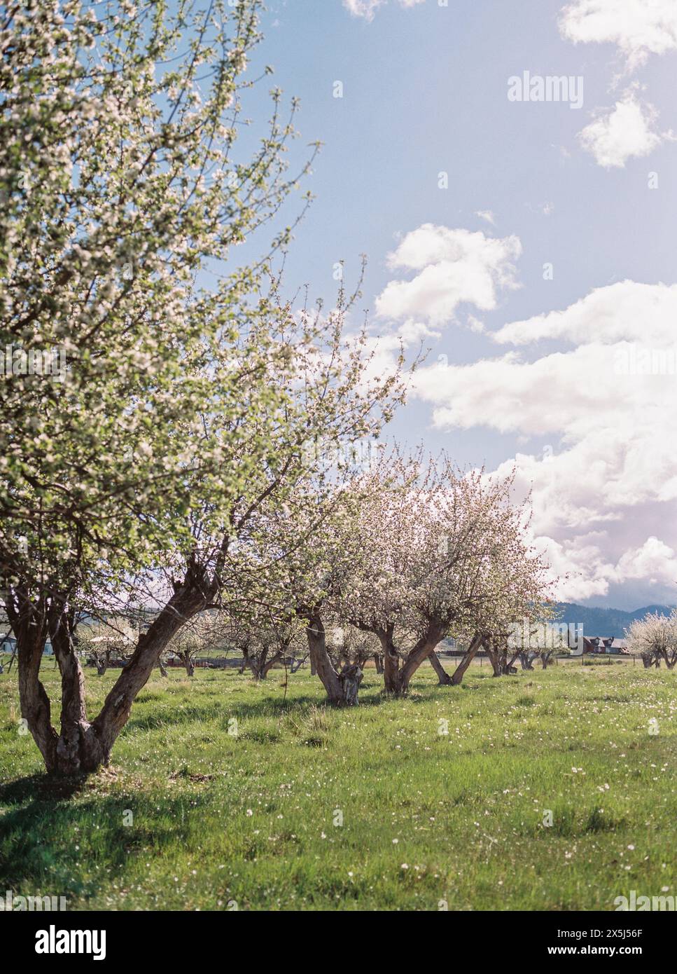 Frutteto in fiore con alberi in fiore in un ambiente rurale Foto Stock