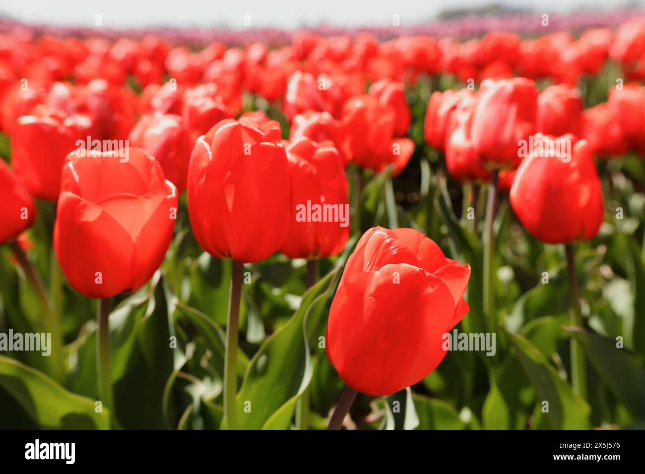 Campo illuminato dal sole di tulipani rossi. Foto Stock