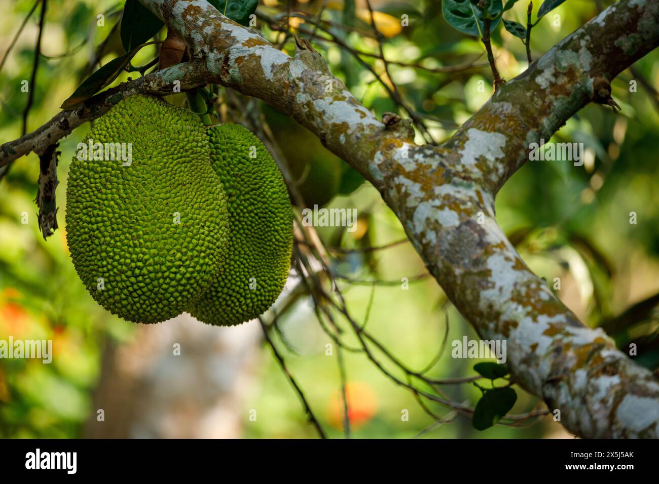 Jack frutta su un albero Foto Stock