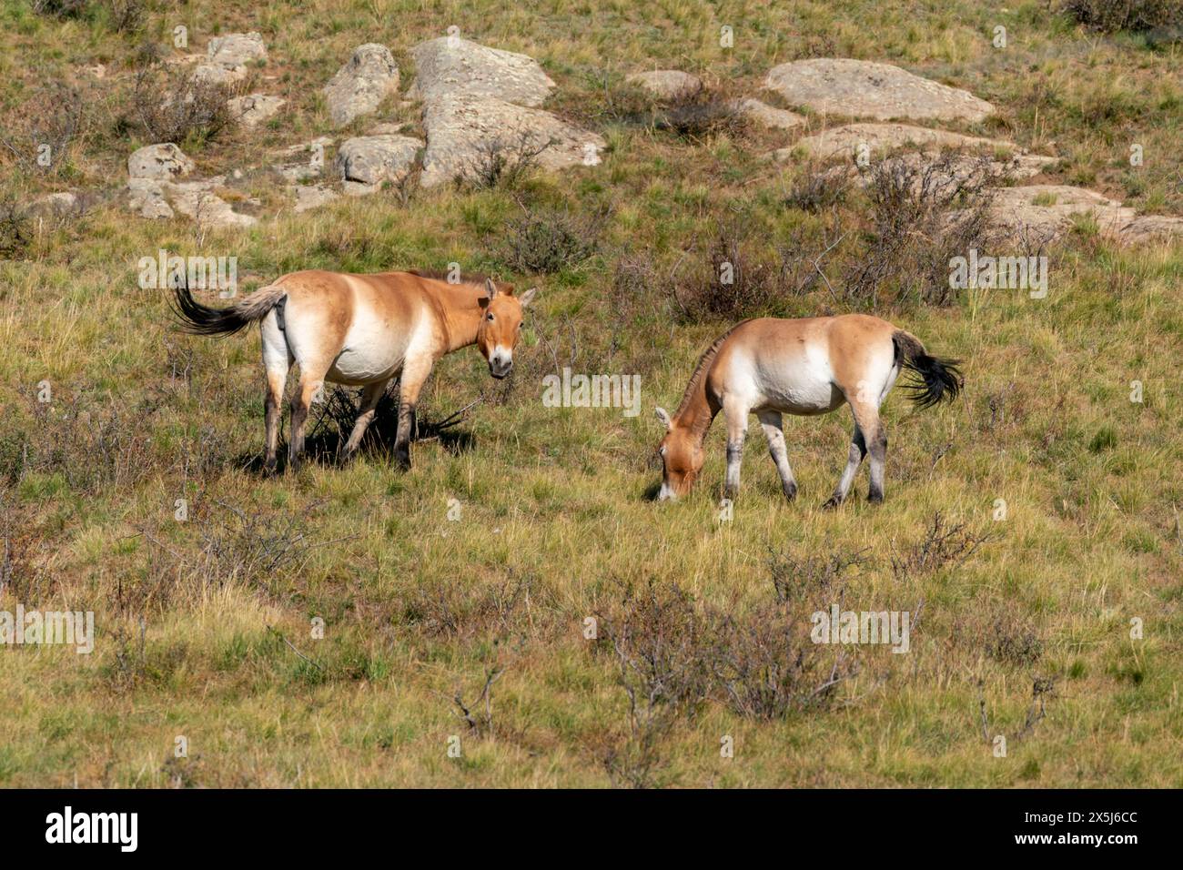 Asia, Mongolia, Parco Nazionale Hustai. Due cavalli di Przewalski pascolano nel parco nazionale. Foto Stock