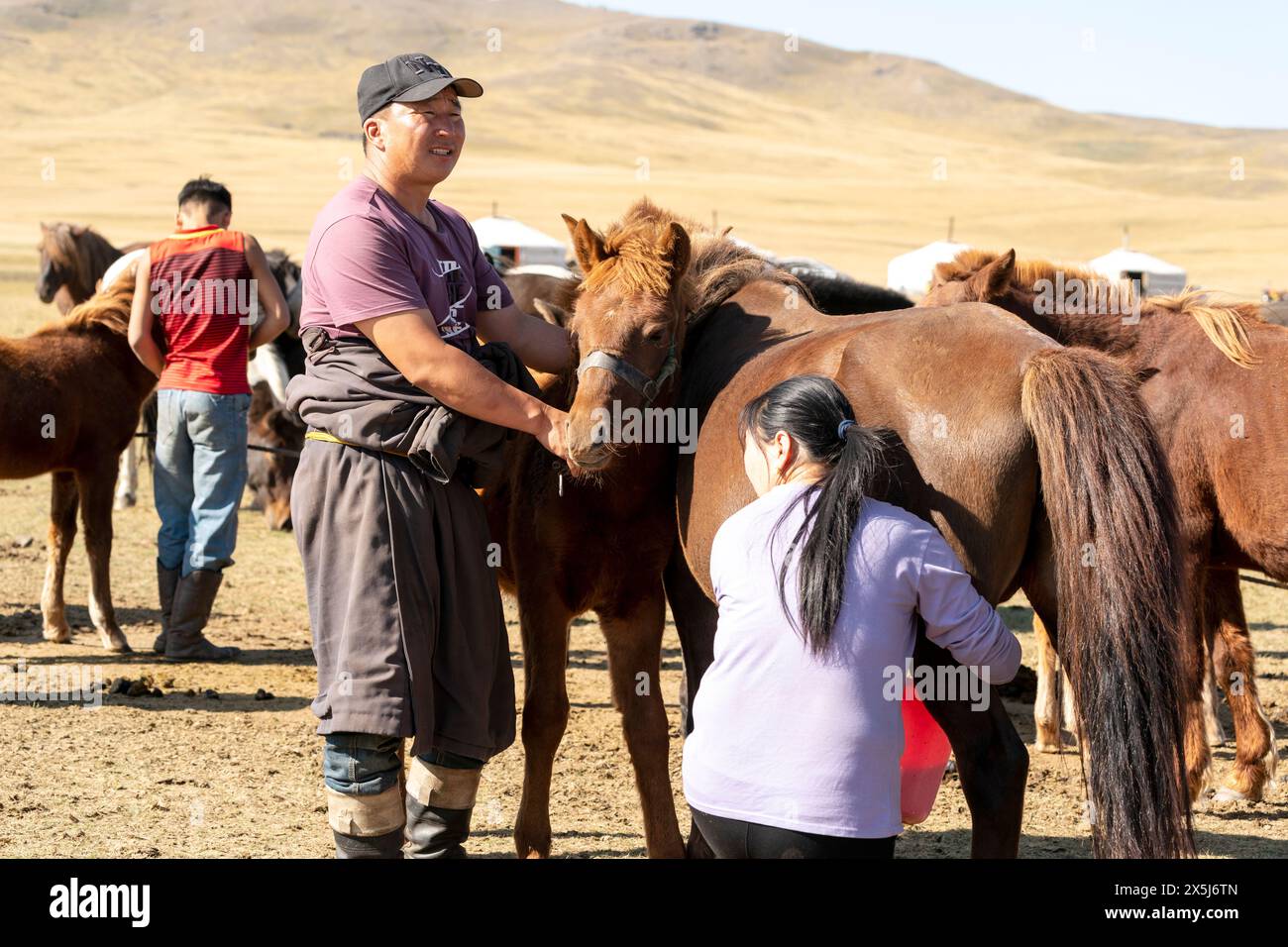 Asia, Mongolia. Una donna munge una cavalla mentre suo marito tiene il colt del mare nelle vicinanze in modo che il mare le deluda il latte. (Solo per uso editoriale) Foto Stock