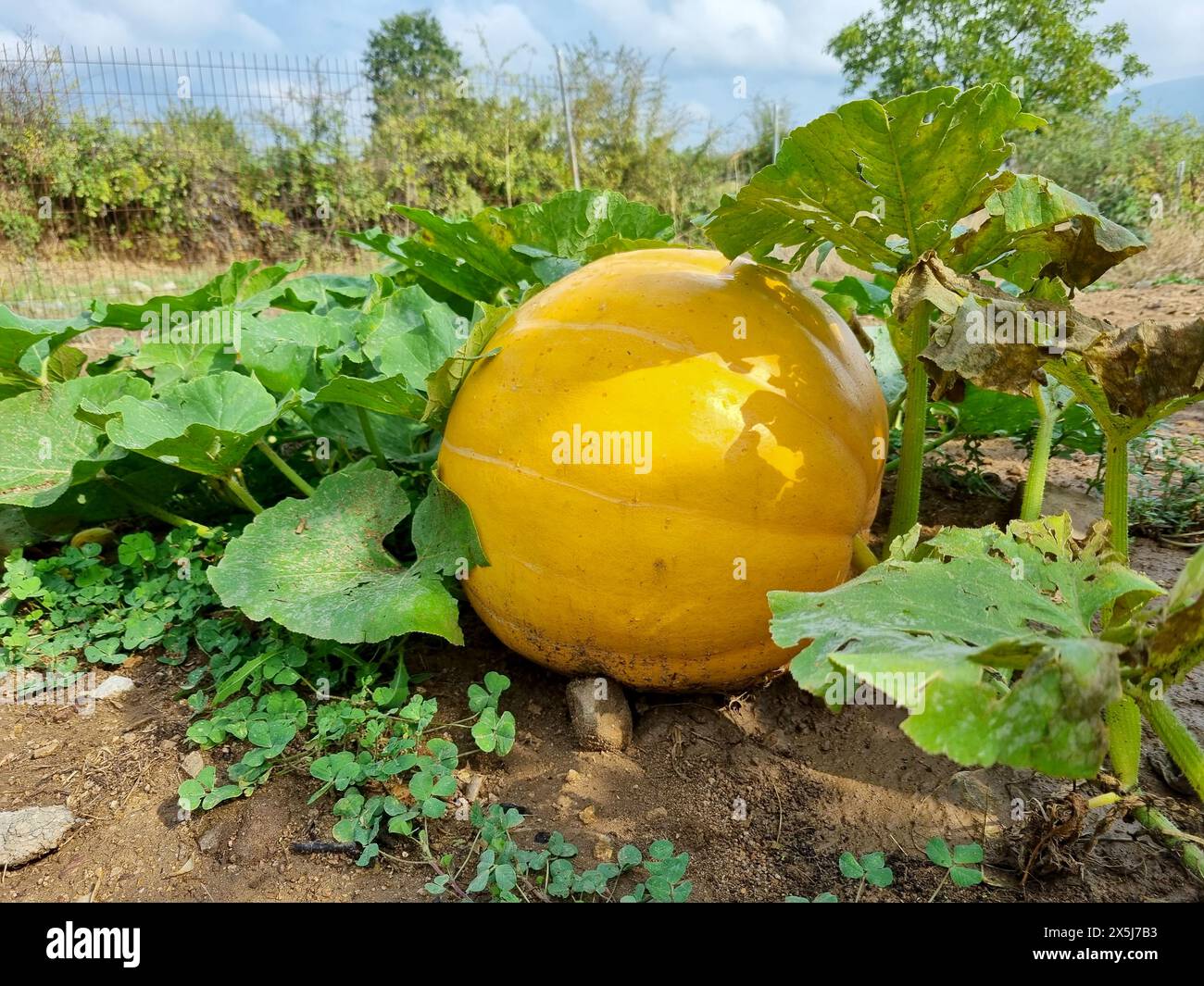 Dolce squash cresce in giardino. Foto Stock