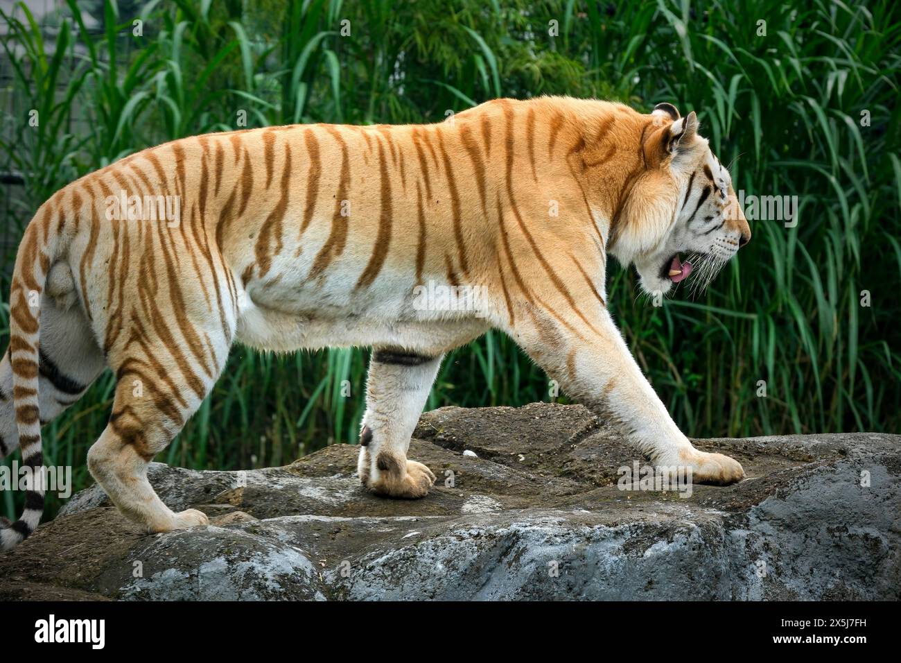 tigre d'oro allo zoo Foto Stock