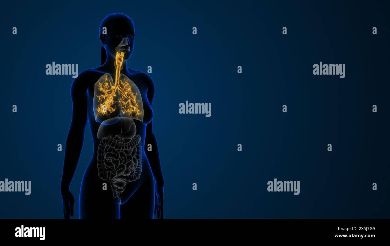 Bronchi trachea femminile parte del sistema respiratorio Foto Stock