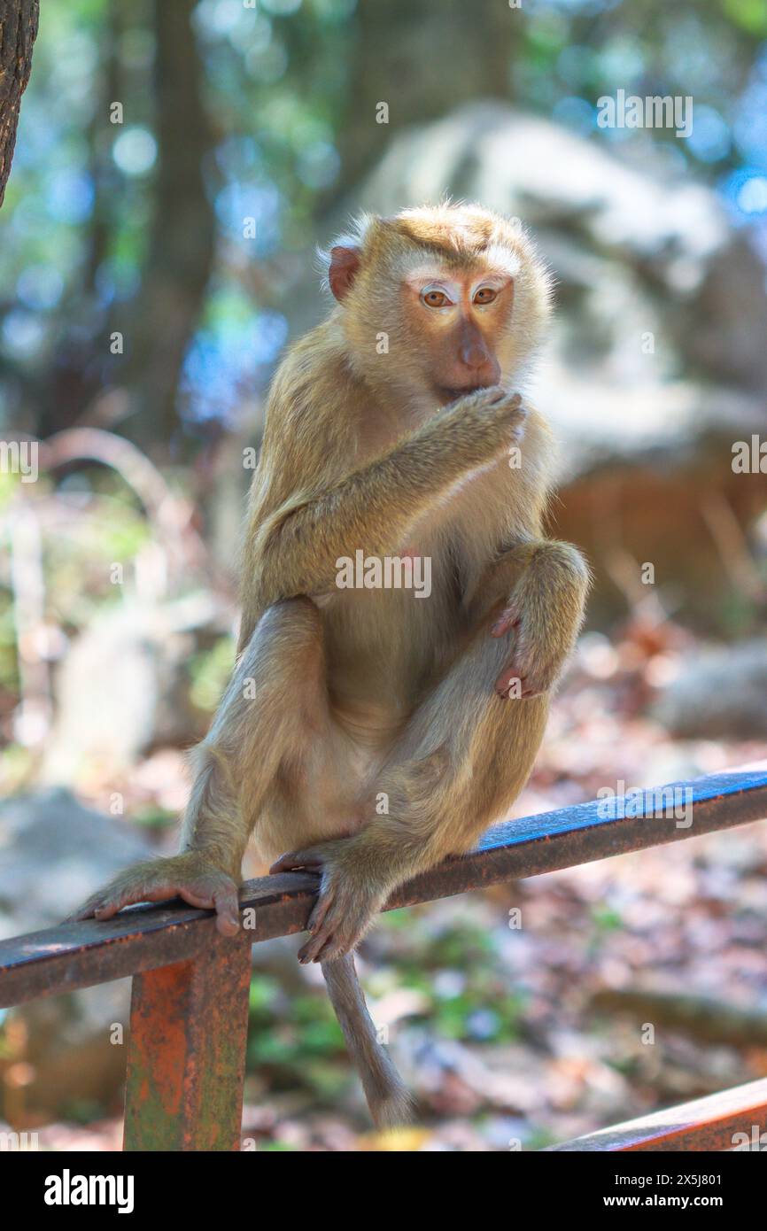 Macaco dalla coda di maiale settentrionale, isola di Phuket, Thailandia - Macaca leonina Foto Stock