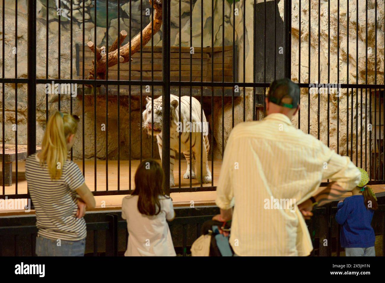 I visitatori in famiglia presso la gabbia bianca del tigre del Bengala Panthera tigris nello zoo di Sofia, Sofia Bulgaria, Europa orientale, Balcani, UE Foto Stock