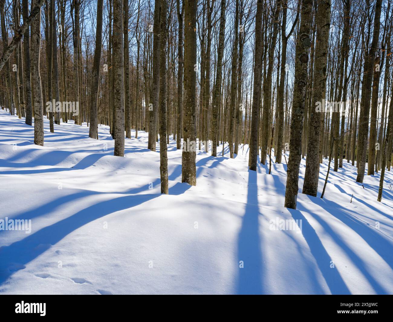 Foresta di faggi durante l'inverno vicino al monte Lusen, Parco Nazionale della Foresta Bavarese. Baviera, Germania. Foto Stock