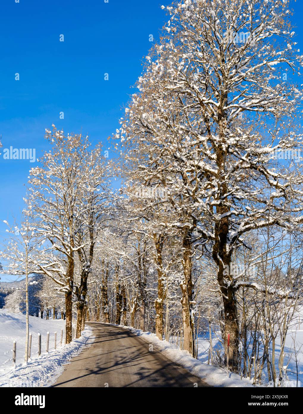 Nevicava tra gli alberi in un viale. Le Alpi Allgau vicino a Oberstdorf durante l'inverno in Baviera, Germania. Foto Stock