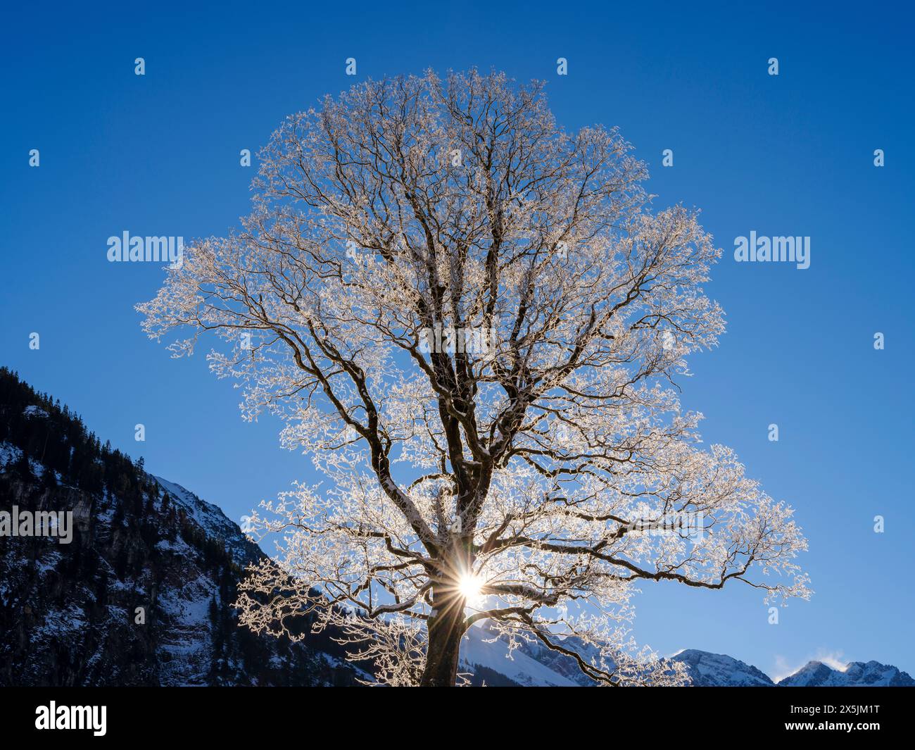 Sycamore (Acer pseudoplatanus) con brina nella valle del fiume Stillach. Le Alpi Allgau vicino a Oberstdorf durante l'inverno in Baviera, Germania. Foto Stock