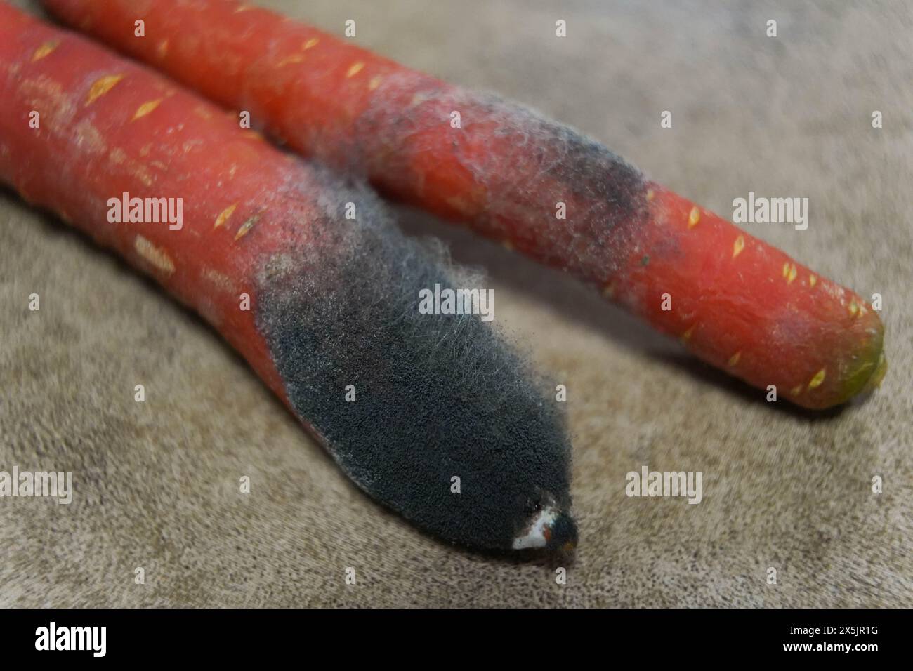 Muffa sulle carote rovinate. Stoccaggio improprio delle verdure. Foto Stock