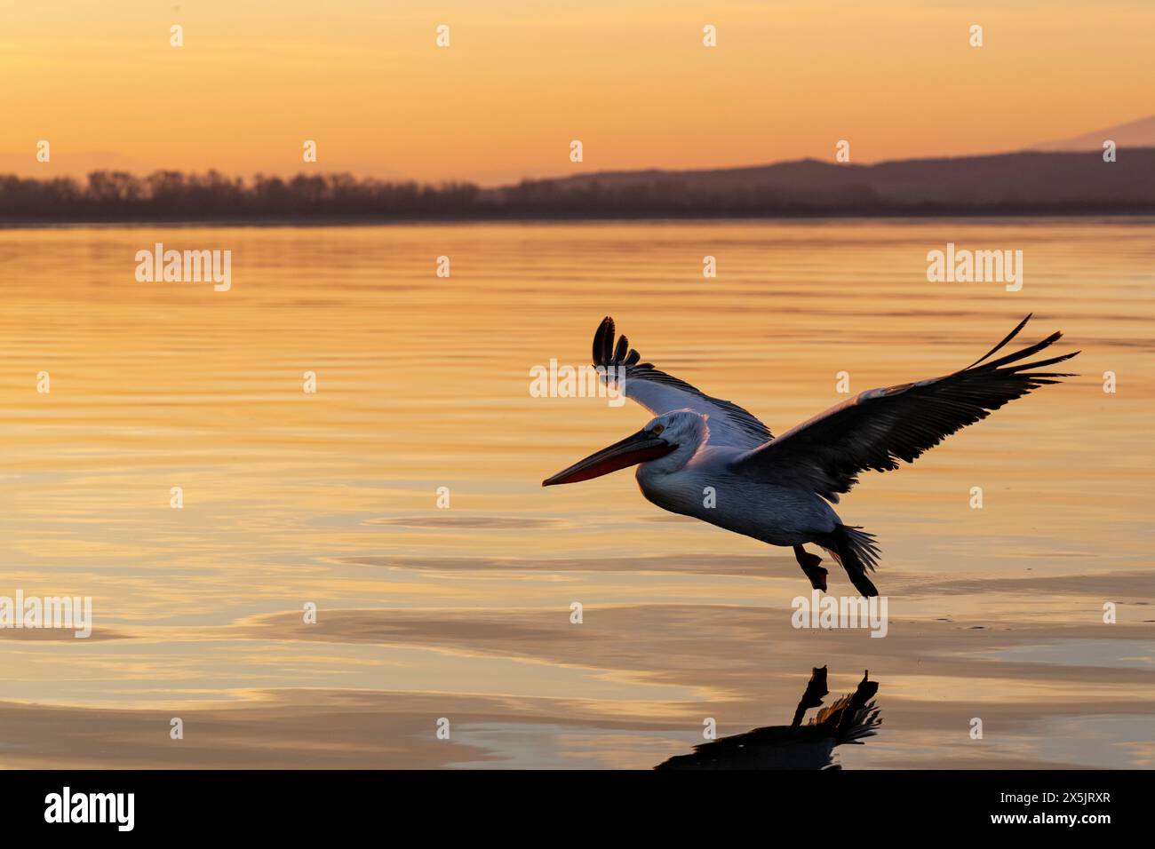 Europa, Grecia, Lago Kerkini. Il pellicano dalmata vola attraverso la luce dorata dell'alba. Foto Stock