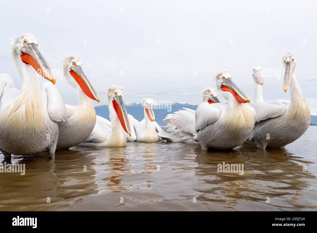 Europa, Grecia, Lago Kerkini. Un gruppo di pellicani dalmati aspetta di prendere un pesce. Foto Stock