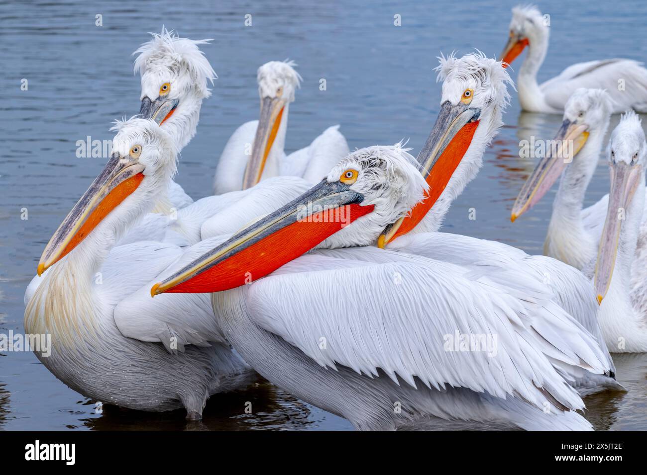 Europa, Grecia, Lago Kerkini. Un gruppo di pellicani dalmati si staglia in acqua sulla costa. Foto Stock