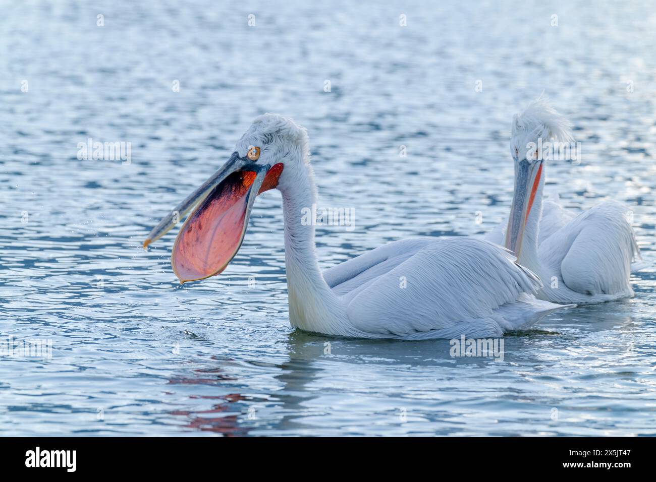 Europa, Grecia, Lago Kerkini. Il pellicano dalmata pulisce la sua custodia. Foto Stock