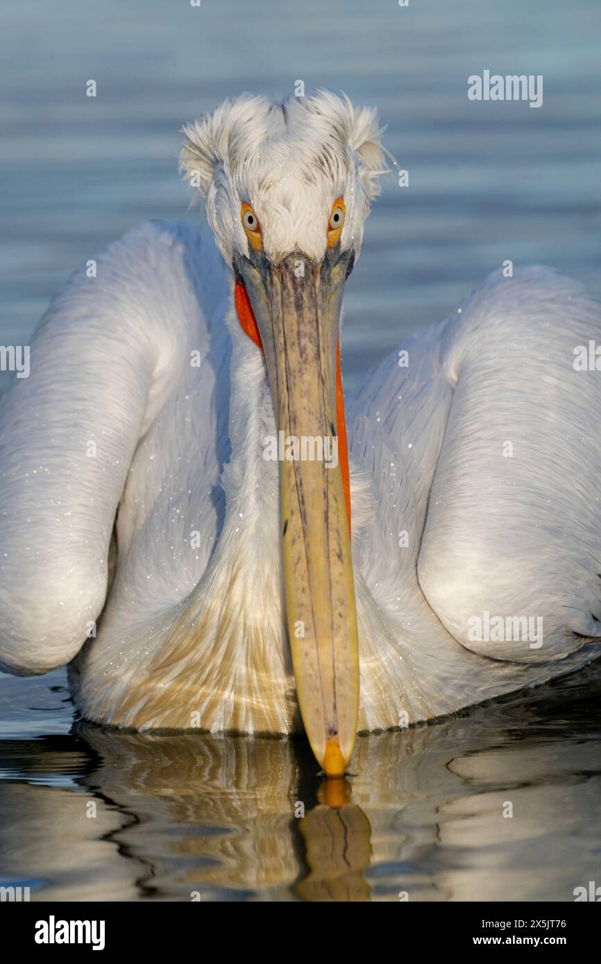 Europa, Grecia, Lago Kerkini. Primo piano di un pellicano dalmata. Foto Stock