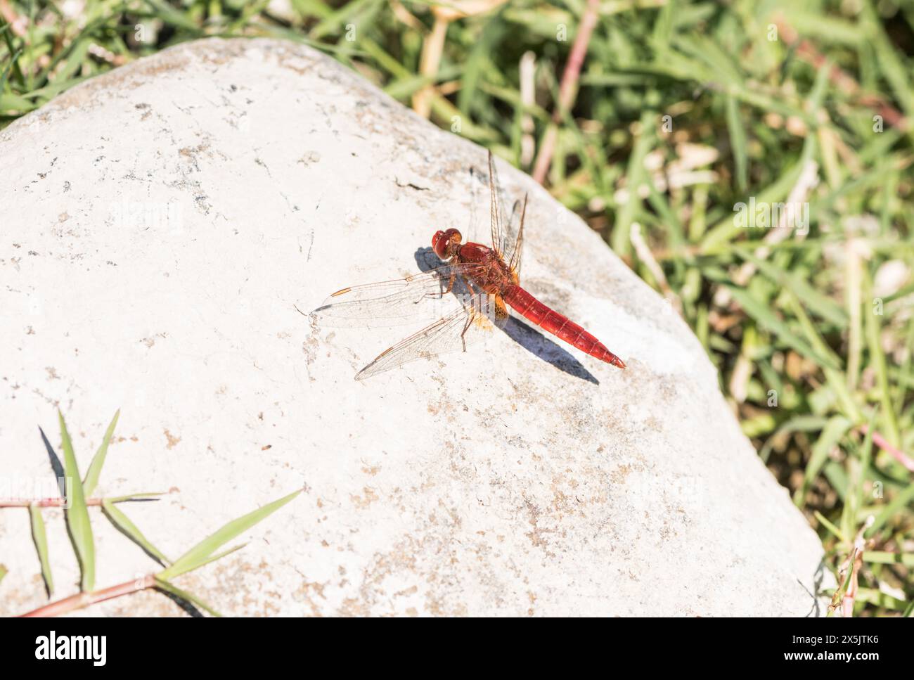 Arroccato maschio Scarlet Skimmer (Crocothemis erythraea) a Koycegiz, Turkiye Foto Stock