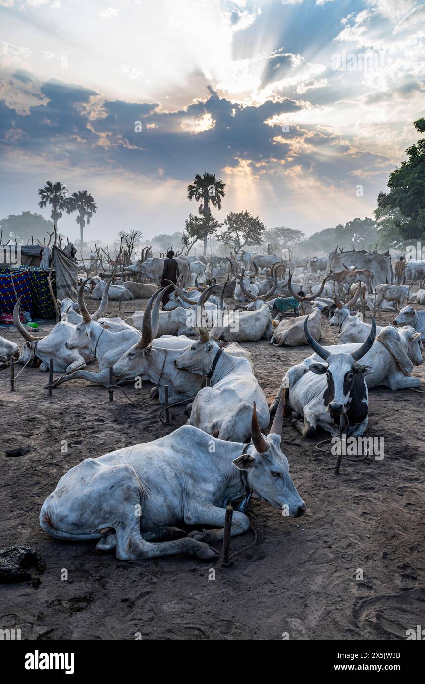 Campo di bestiame al tramonto, tribù Mundari, Sud Sudan, Africa Copyright: MichaelxRunkel 1184-11029 Foto Stock