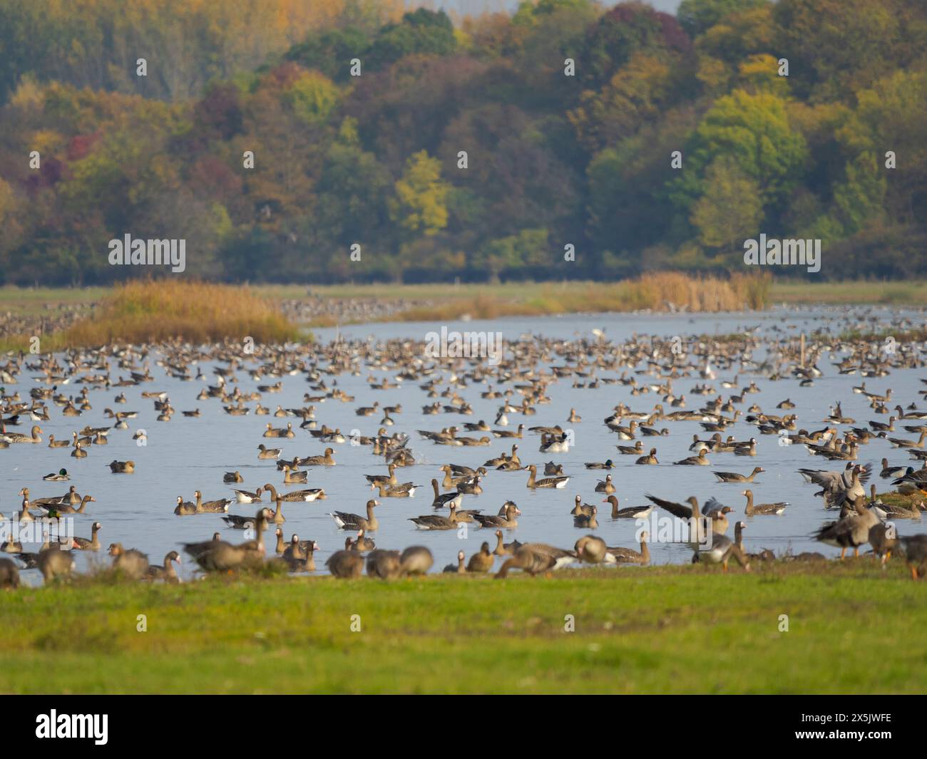 L'oca Greylag (Anser anser) e la più grande oca dalla fronte bianca durante l'autunno in un luogo di riposo e di alimentazione nel parco nazionale di Hortobagy, patrimonio dell'umanità dell'UNESCO, in Ungheria. Foto Stock