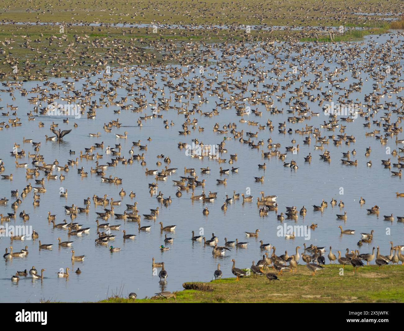 L'oca Greylag (Anser anser) e la più grande oca dalla fronte bianca durante l'autunno in un luogo di riposo e di alimentazione nel parco nazionale di Hortobagy, patrimonio dell'umanità dell'UNESCO, in Ungheria. Foto Stock