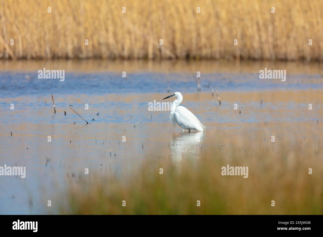 Little Egret alla ricerca di un laghetto per pesci, Middlesbrough, Inghilterra, Regno Unito. Foto Stock