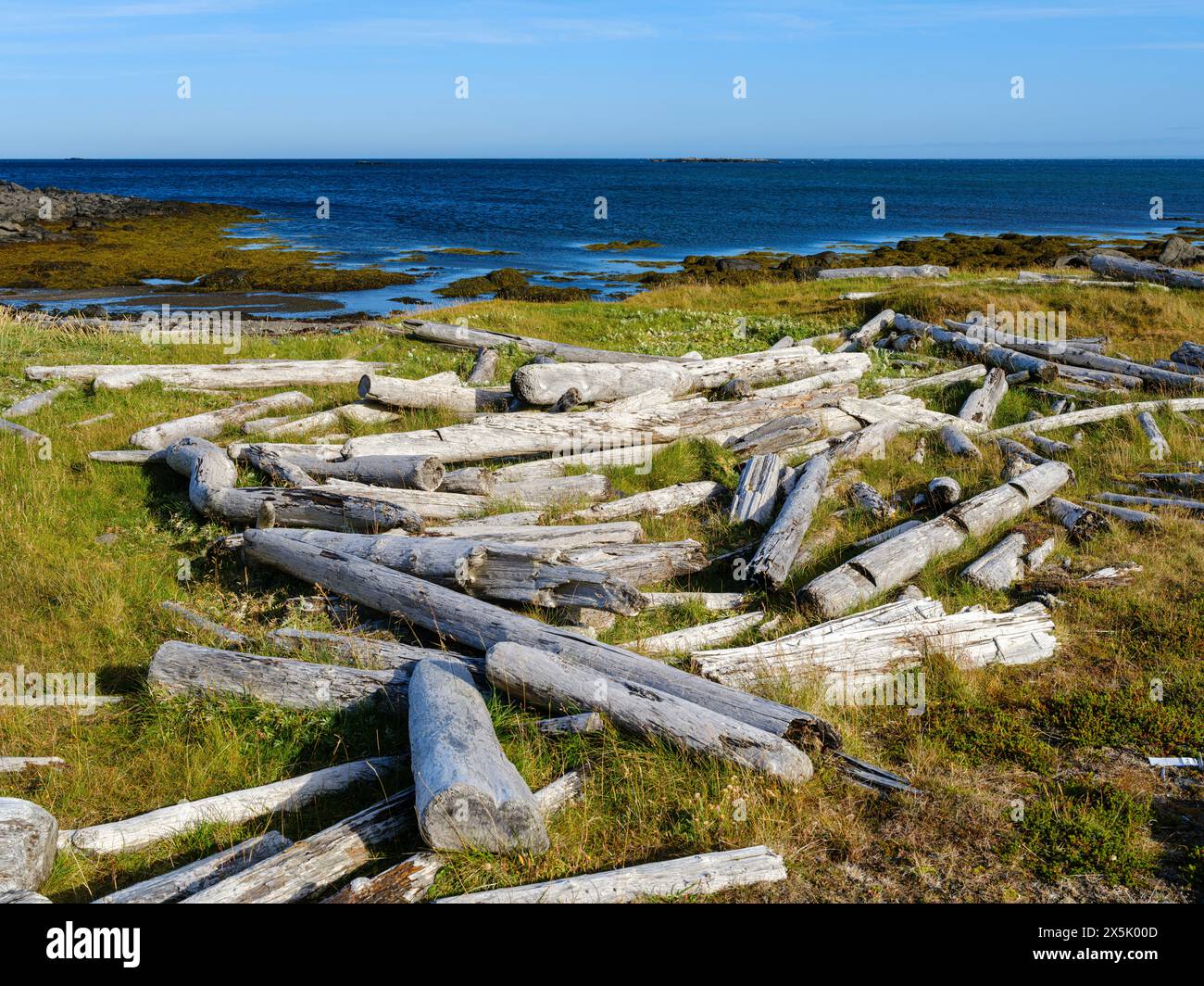 Driftwood dalla Siberia. Lo Strandir nei Westfjords (Vestfirdir) in Islanda durante l'autunno. Foto Stock