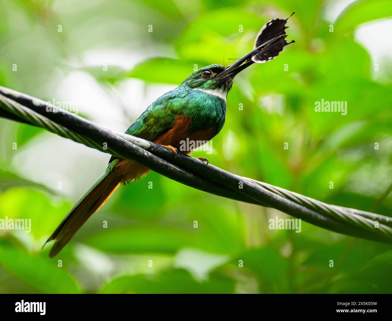 Rufous Tailed Jacamar, Costa Rica, America centrale Copyright: JanettexHill 1185-523 Foto Stock