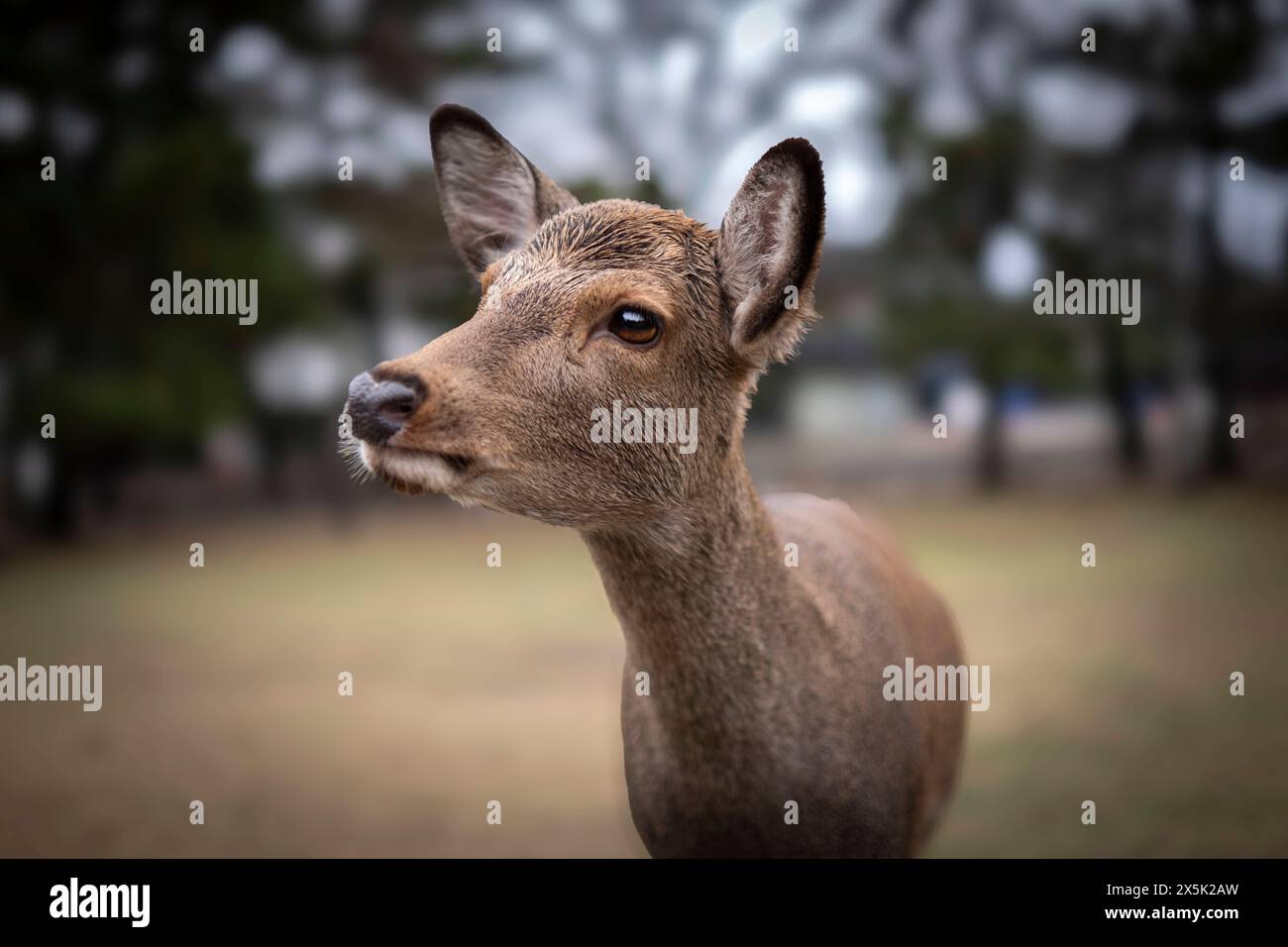 Una foto ravvicinata che cattura i dettagli di un cervo con sfondo sfocato, Nara, Honshu, Giappone, Asia Copyright: FrancescoxFanti 1336-1098 Foto Stock
