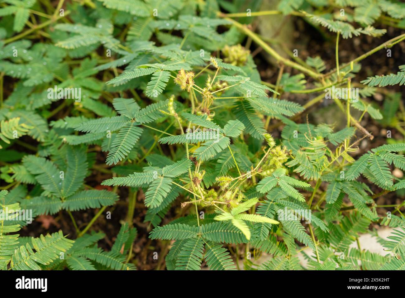 San Gallo, Svizzera, 29 novembre 2023 Mimosa Pudica o pianta sonnolenta nel giardino botanico Foto Stock