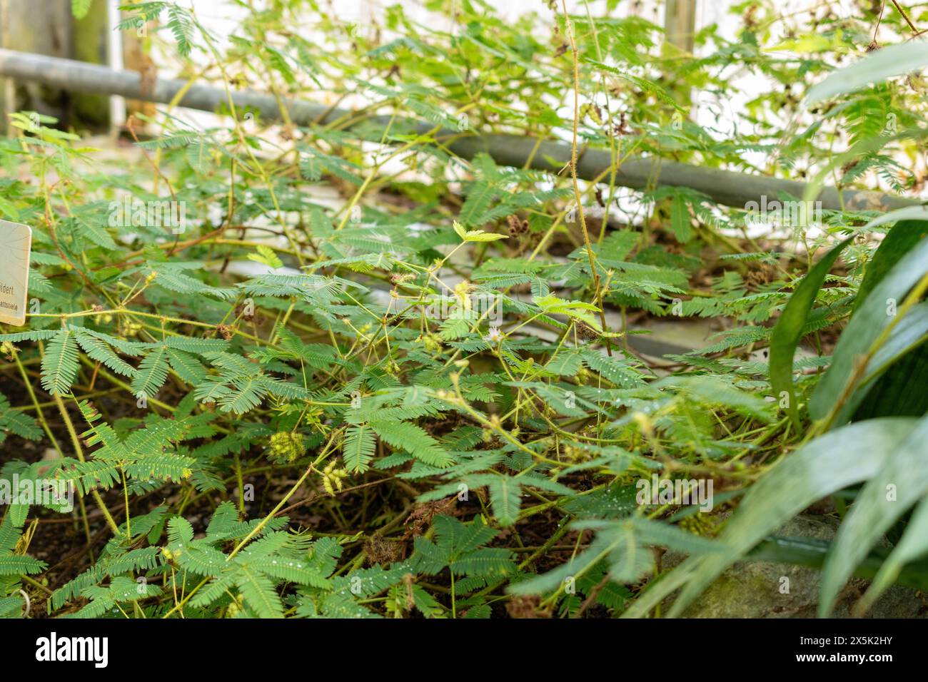 San Gallo, Svizzera, 29 novembre 2023 Mimosa Pudica o pianta sonnolenta nel giardino botanico Foto Stock