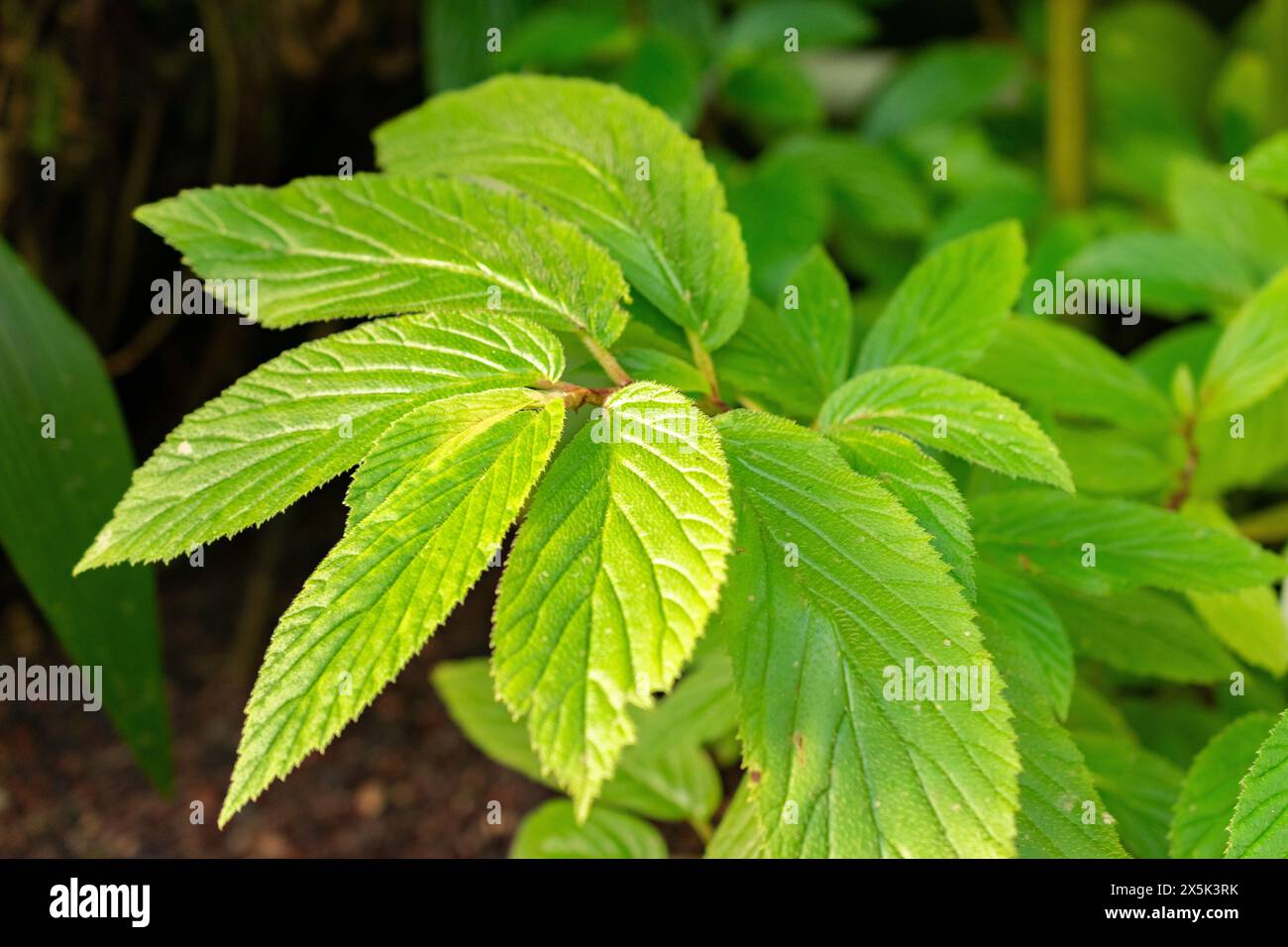 San Gallo, Svizzera, 29 novembre 2023 Begonia Ulmifolia o begonia delle foglie di olmo presso il giardino botanico Foto Stock