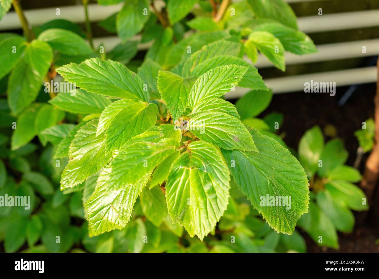 San Gallo, Svizzera, 29 novembre 2023 Begonia Ulmifolia o begonia delle foglie di olmo presso il giardino botanico Foto Stock