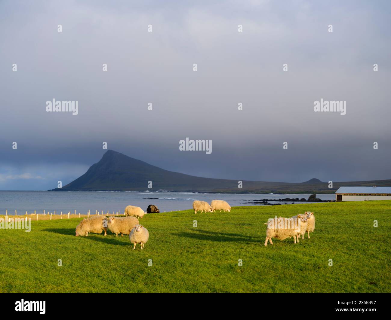 Pecore nei pressi di Melar nell'Arneshreppur a Bay Trekyllisvik. Lo Strandir nei Westfjords (Vestfirdir) in Islanda durante l'autunno. Foto Stock
