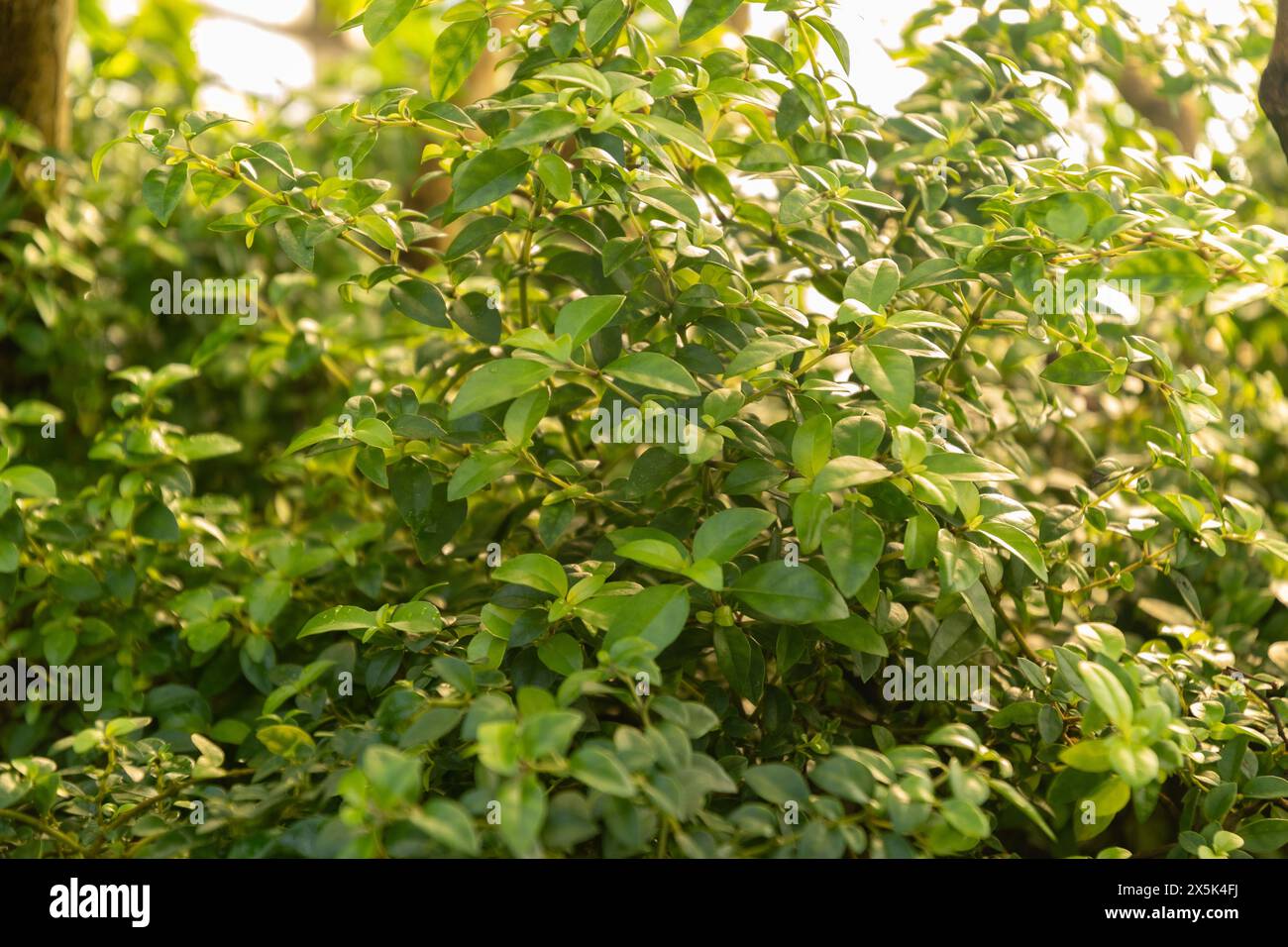 San Gallo, Svizzera, 7 dicembre 2023 stabilimento Allamanda Schottii presso l'orto botanico Foto Stock