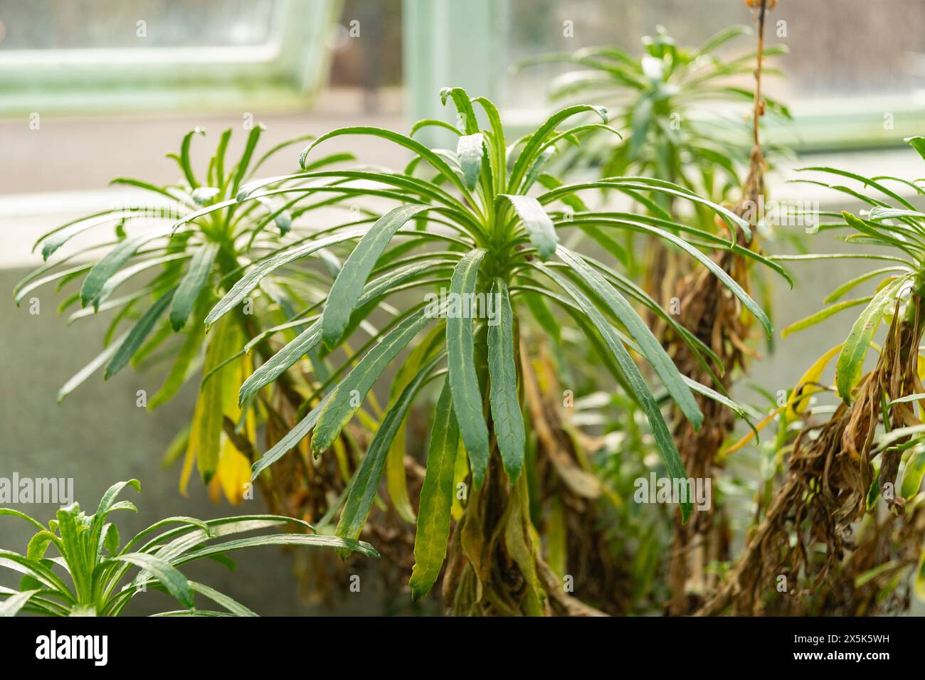 San Gallo, Svizzera, 3 gennaio 2024 Arizona Vidalii o pianta di fiori di campanello delle azzorre presso il giardino botanico Foto Stock