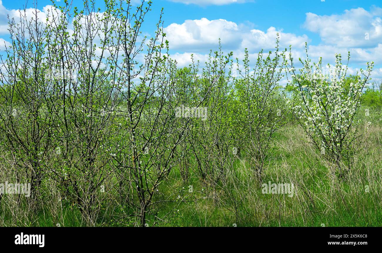 Mela selvatica europea (Malus sylvestris) e ciliegia frutescente selvatica. Appezzamento di foresta-steppa, fioritura di alberi da frutto selvatici. Tipo di biocenosi vicino al natur Foto Stock