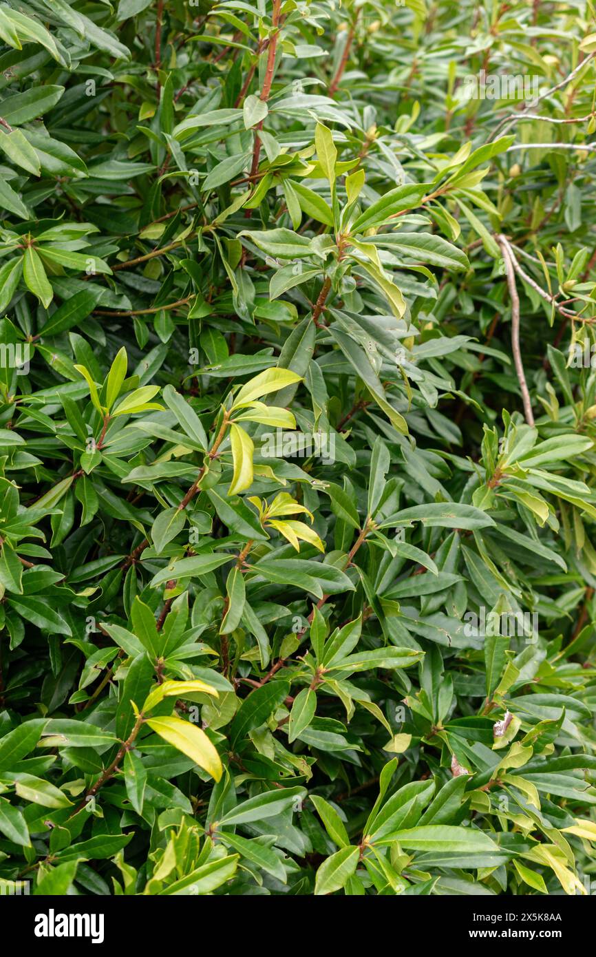 Saint, Gallen, Svizzera, 10 febbraio 2024 Rhododendron Ponticum o pianta comune di rododendro presso il giardino botanico Foto Stock