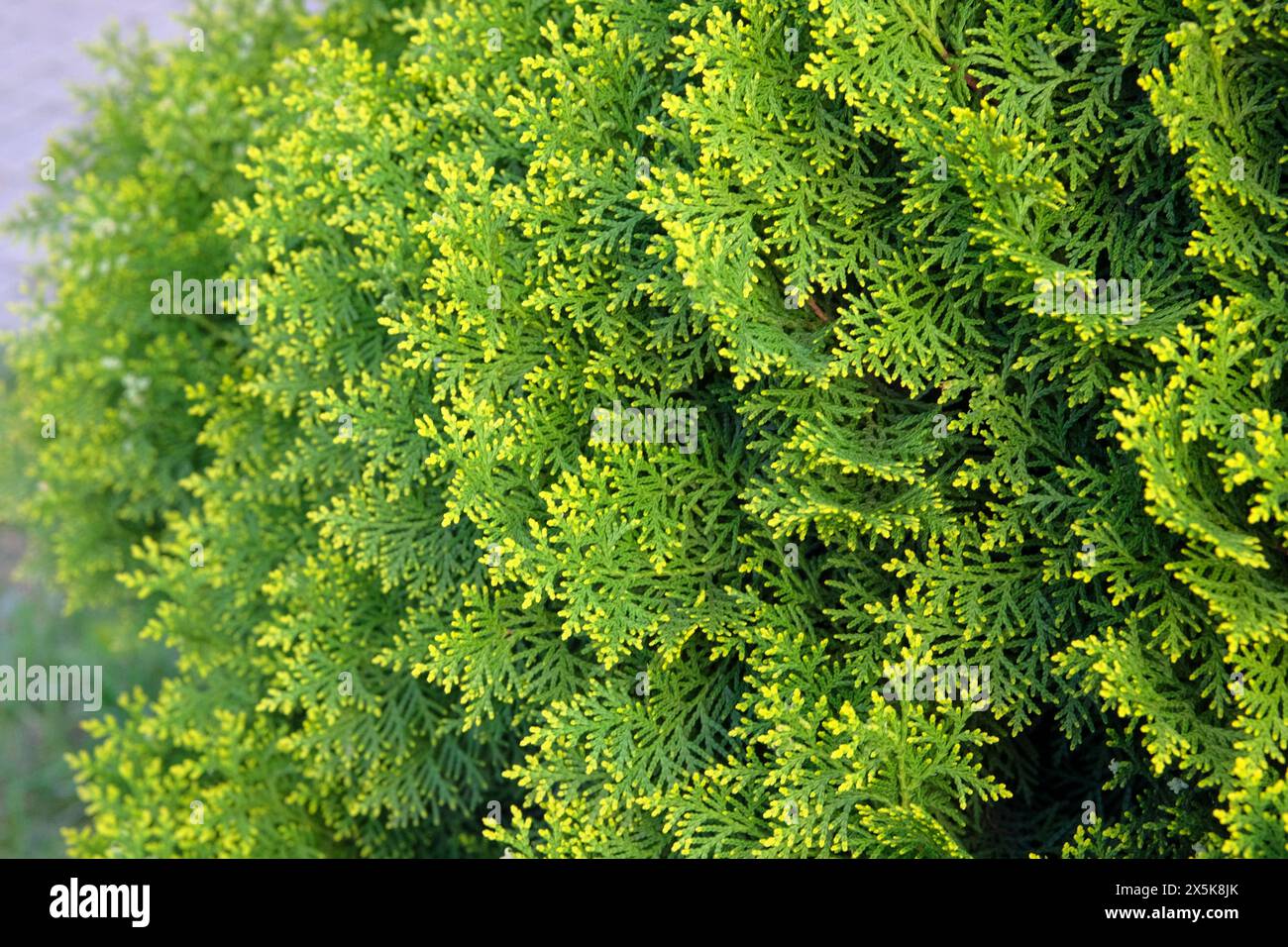 Albero Evergreen. Arbusto cipresso in giardino. Boccola verde. Primavera. Foto Stock