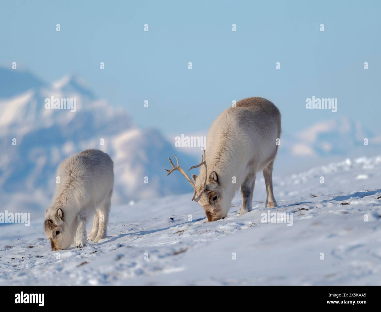 Renna delle Svalbard a Gronfjorden, una sottospecie endemica di renna, che vive solo nelle Svalbard e non è mai stata addomesticata. Regioni polari, inverno artico. Foto Stock