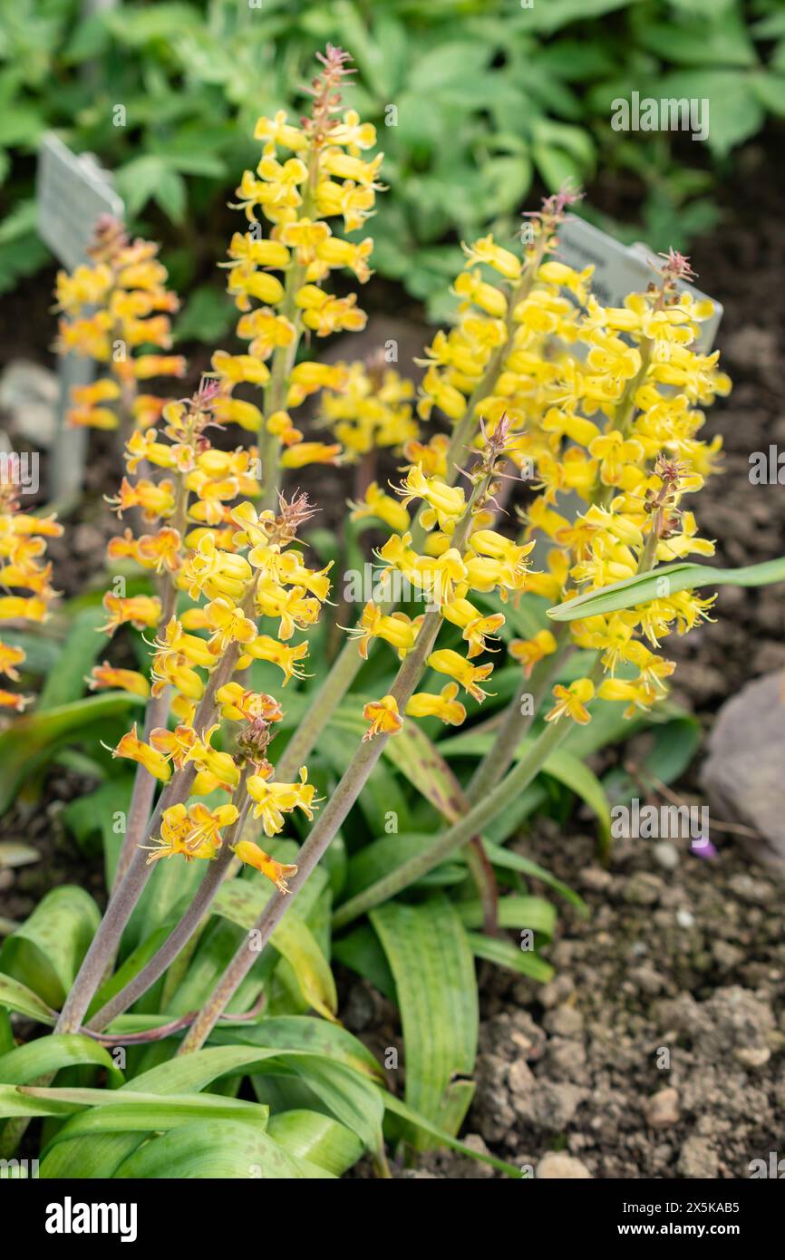 San Gallo, Svizzera, 24 marzo 2024 Lachenalia Orchioides o orchidea come il mantello fiorito al giardino botanico Foto Stock