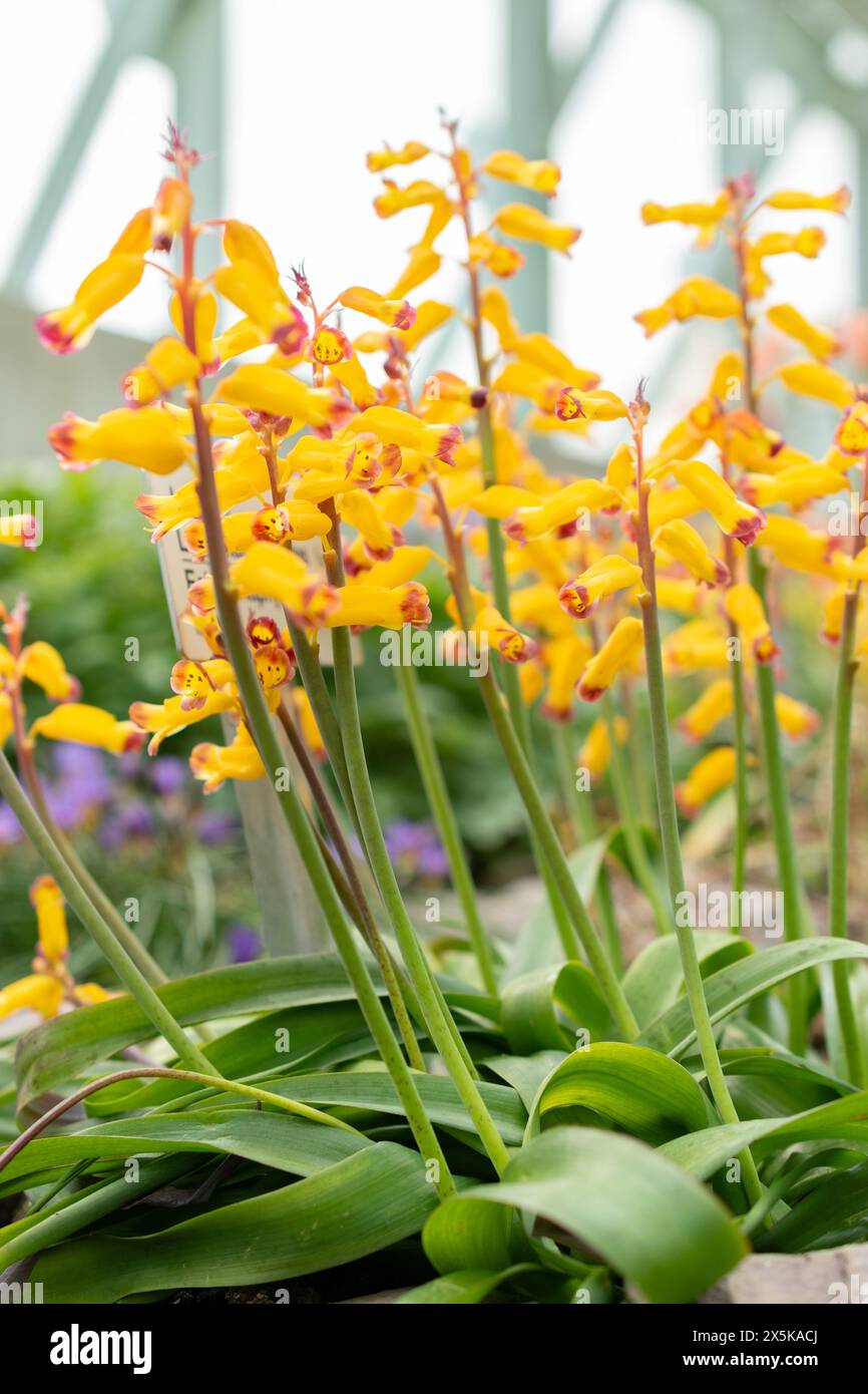 San Gallo, Svizzera, 24 marzo 2024 Lachenalia Aloides fiori all'orto botanico Foto Stock