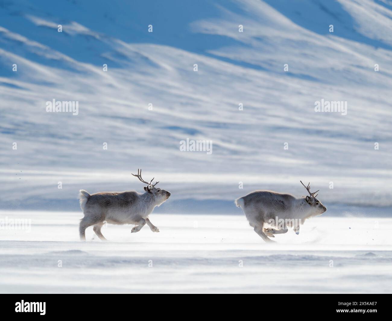 Le renne delle Svalbard nel Parco nazionale di Van Mijenfjorden, una sottospecie endemica di renne, che vive solo nelle Svalbard e non è mai stata addomesticata. Regioni polari, inverno artico. Foto Stock