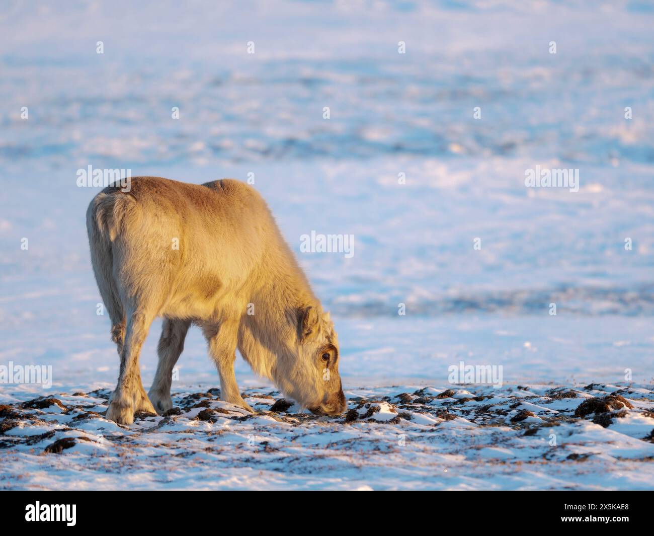 Renna Svalbard maschile vicino a Longyearbyen, una sottospecie endemica di renna, che vive solo nelle Svalbard e non è mai stata addomesticata. Regioni polari, inverno artico. Foto Stock