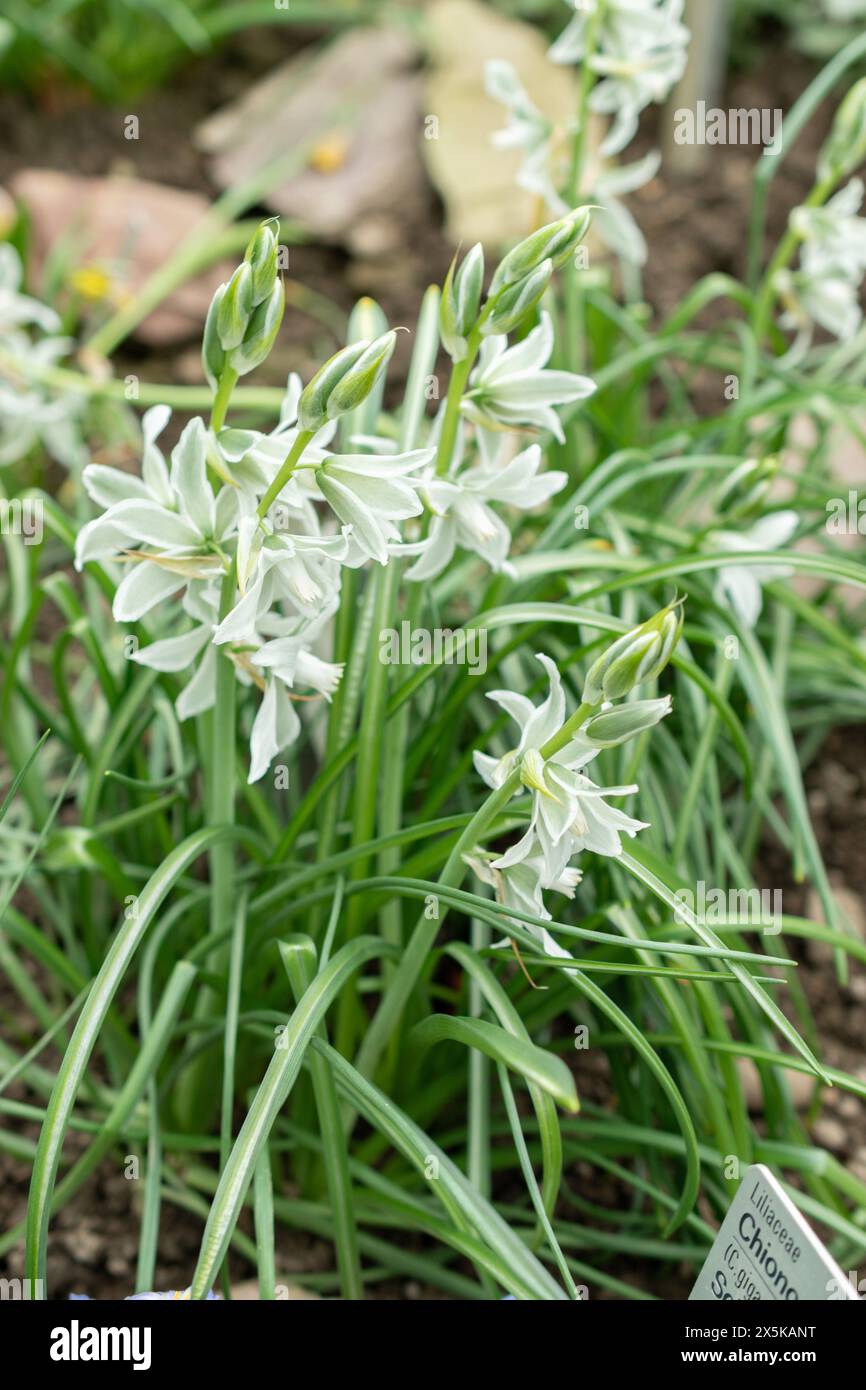 San Gallo, Svizzera, 24 marzo 2024 Ornithogalum Nutans o stella cadente di Betlemme fiori presso il giardino botanico Foto Stock