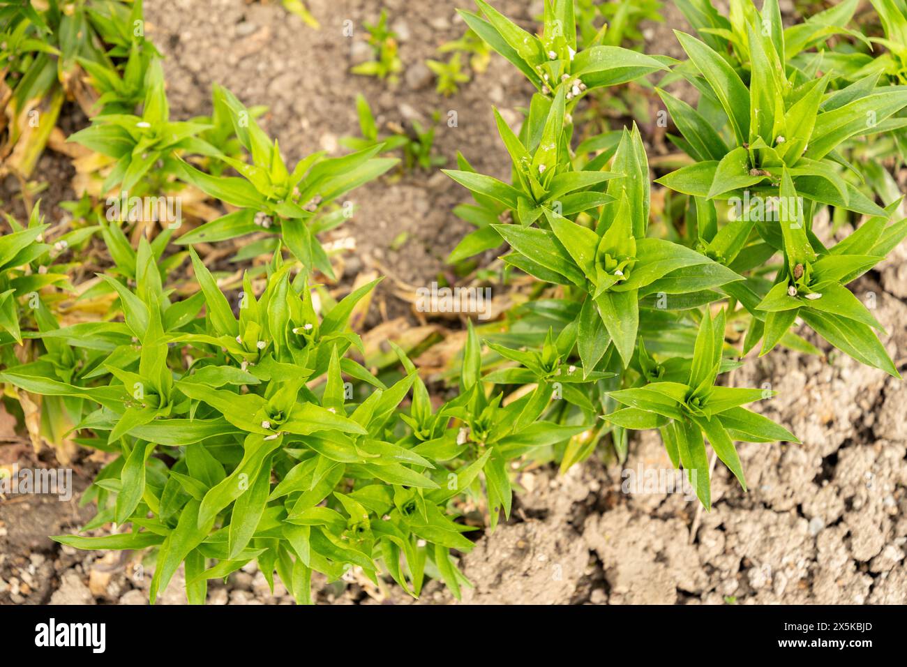 San Gallo, Svizzera, 7 aprile 2024 Dianthus Barbatus o pianta dolce di Guglielmo presso il giardino botanico Foto Stock