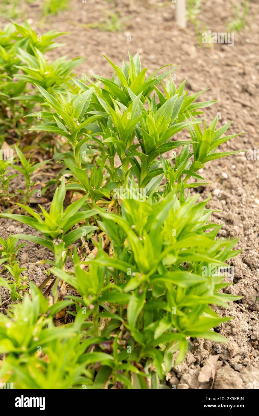 San Gallo, Svizzera, 7 aprile 2024 Dianthus Barbatus o pianta dolce di Guglielmo presso il giardino botanico Foto Stock