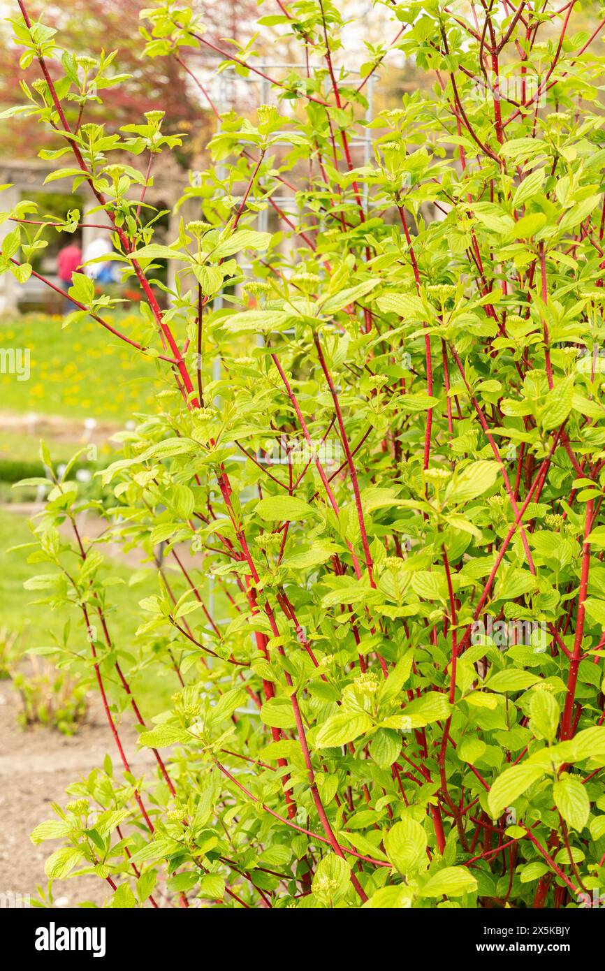 San Gallo, Svizzera, 7 aprile 2024 Cornus Alba o pianta di legno di cane siberiano presso il giardino botanico Foto Stock